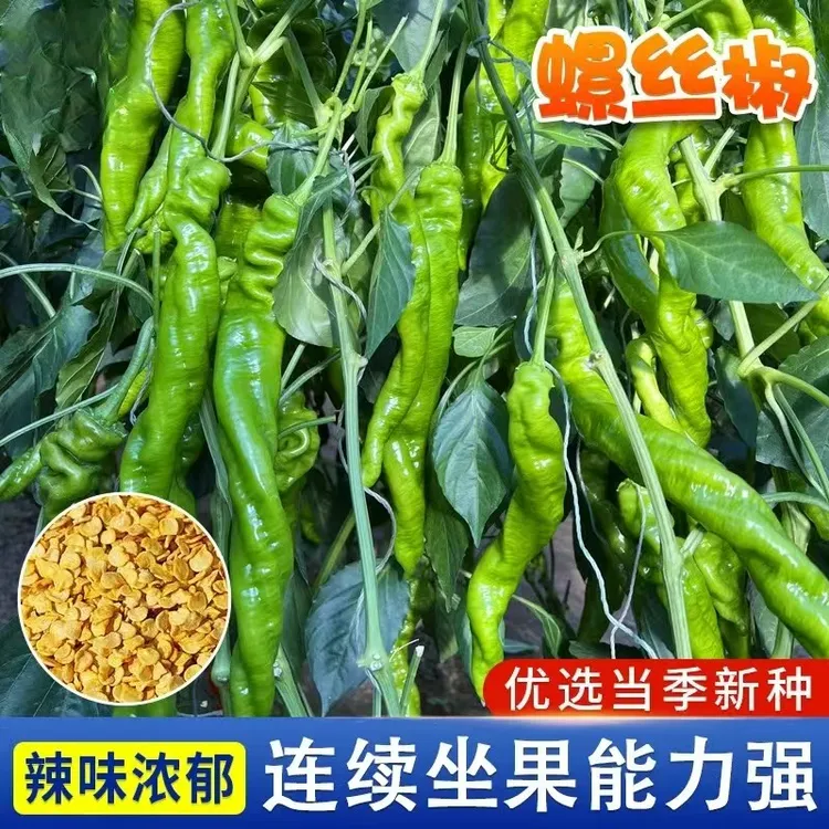 【九块九三包螺丝椒种子】特辣薄皮香辣陇椒早熟阳台盆栽小院种植