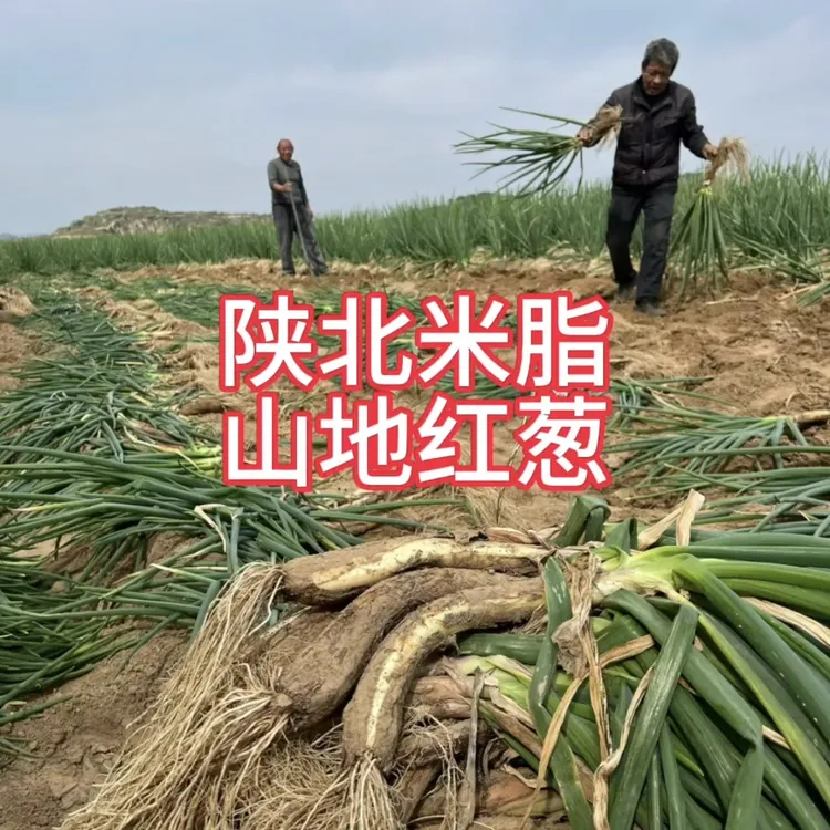 2025陕北山地红葱香味浓郁炒菜做肉很香