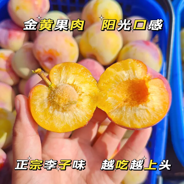 【顺丰】磨街金蜜古李原生本地李现摘现发离核香甜酸甜耐吃新鲜水果
