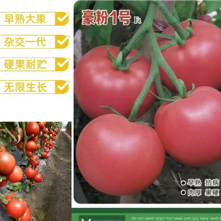 番茄种子豪粉一号早熟杂交抗病无限生长大粉果无青肩果肉厚硬度好
