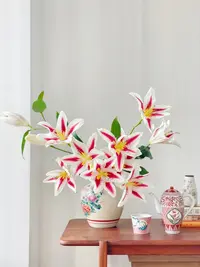 多头笑脸单瓣香水百合-有问题第一时间联系客服