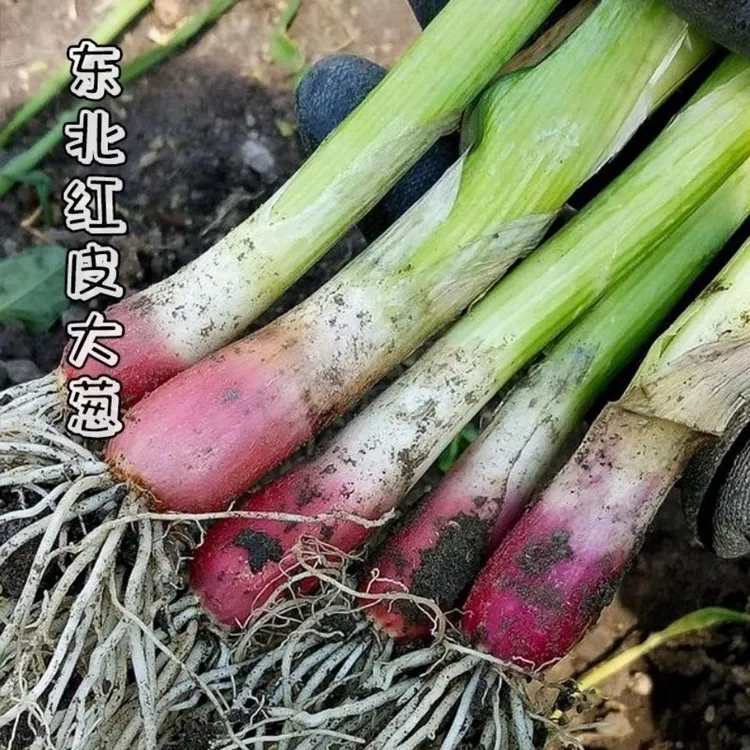 【红皮大葱种子】四季种植盆栽地栽阳台小院种植