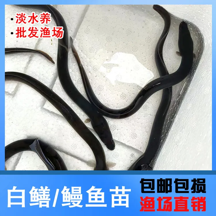 鳗鱼苗白鳝鱼苗白鳗苗白鳗苗鱼苗鳝鱼包鱼苗批发淡水鱼苗