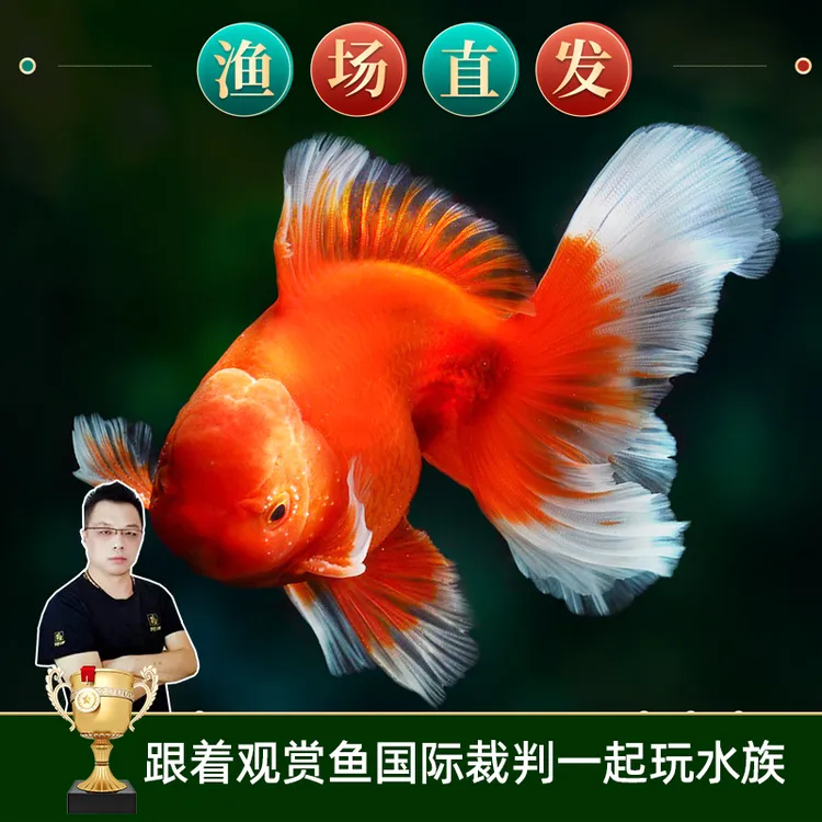 冷水鱼小型淡水鱼活鱼水族兰寿金鱼观赏鱼冷水鹦鹉鱼顶红鎏金包邮