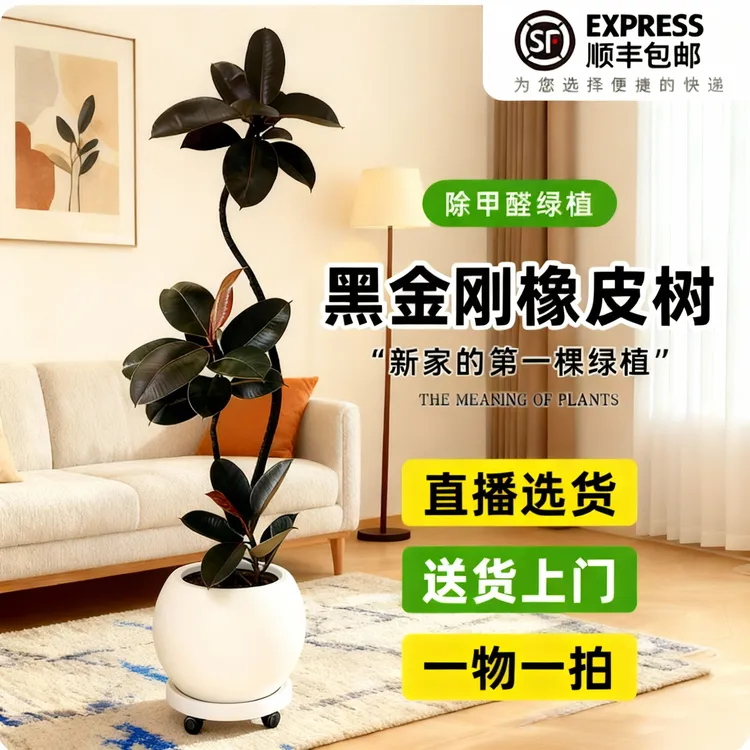 网红橡皮树盆栽室内客厅办公室净化空气四季常青绿植