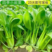 【满五包包邮】小松菜种子甜脆速生青阳台庭院种植菜籽