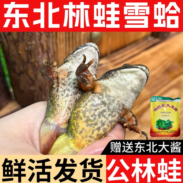 【公林蛙】鲜活东北林蛙雪蛤 公蛤蟆 鲜活发货赠东北大酱