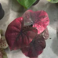 123-0915泰国发货变异红魔