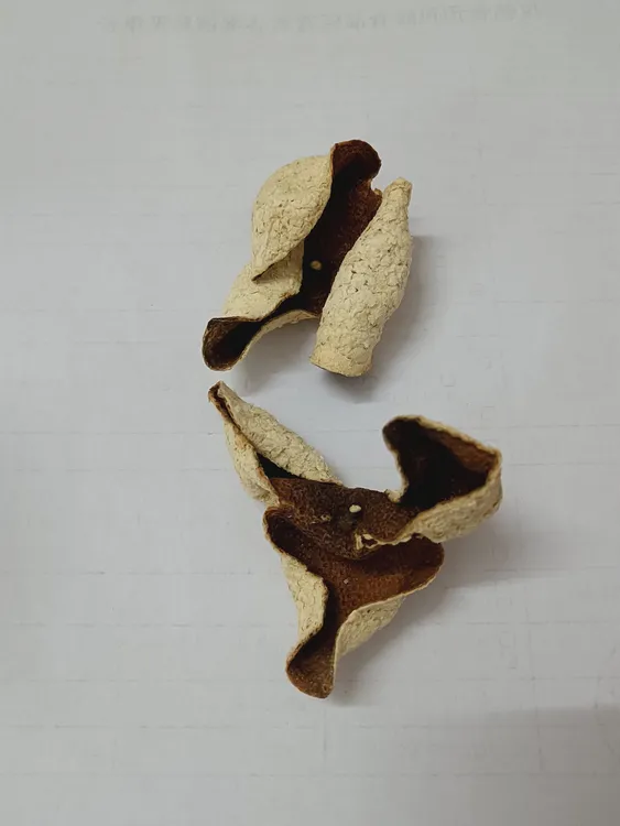 2023年广西浦北自家果园生晒中小大红皮（13年以上树龄）