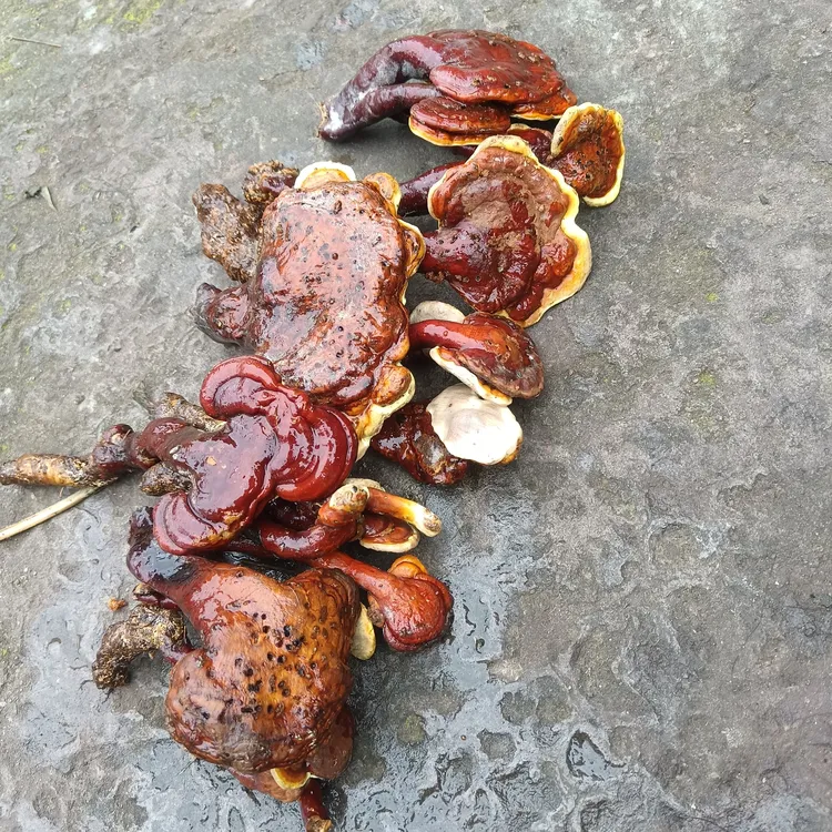 四川自然采摘山货血灵芝血线灵芝