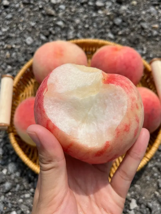 新鲜脆甜桃子应季整箱包邮鲜甜多汁现摘现发脆软两吃