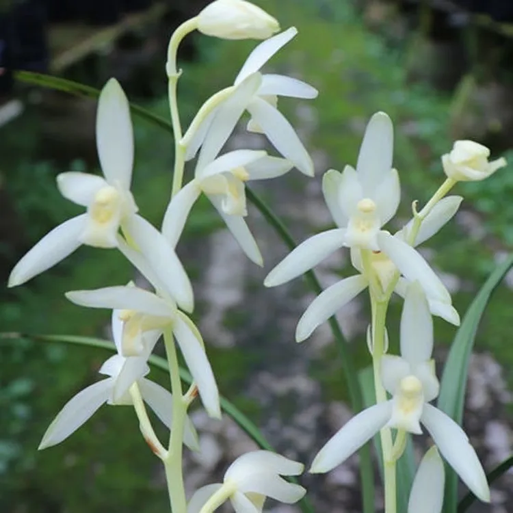 浓香型开花兰花建兰青山玉泉绿植阳台花卉室内四季盆栽客厅