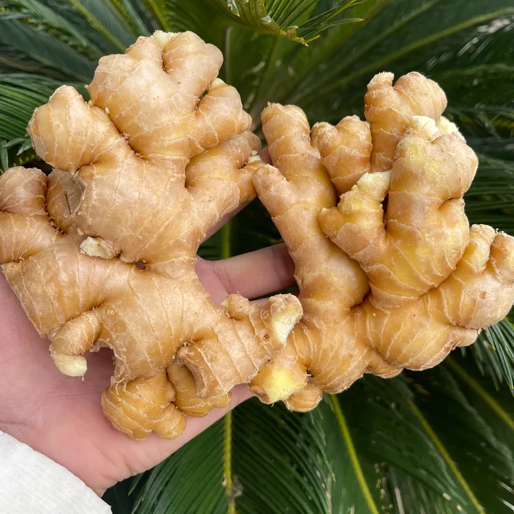 云南罗平【精品水洗小黄姜】山地种植两年土窖保存人工水洗源头发货