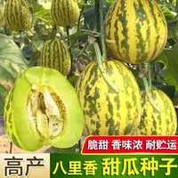  【满五包包邮】八里香甜瓜种子香甜春夏季播懒人蔬菜水果瓜果