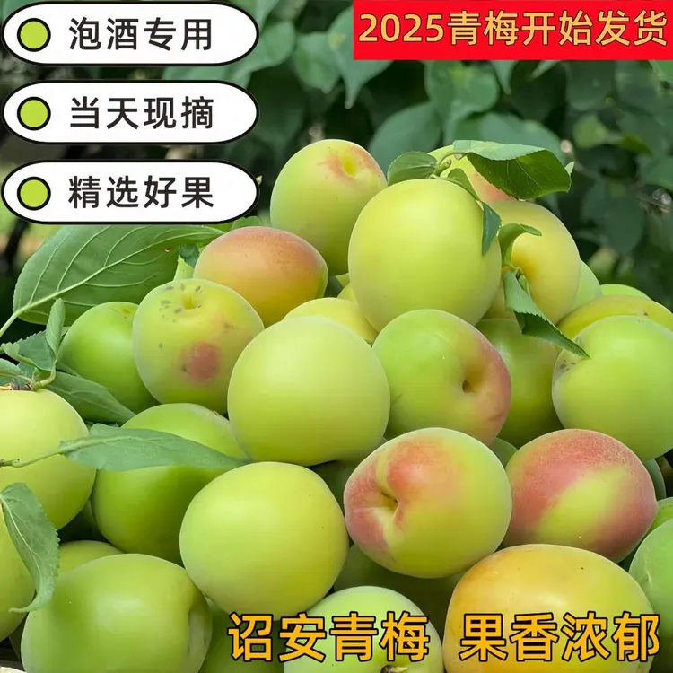 自家种植采摘诏安新鲜青梅果泡酒专用青梅鲜果小白梅胭脂梅