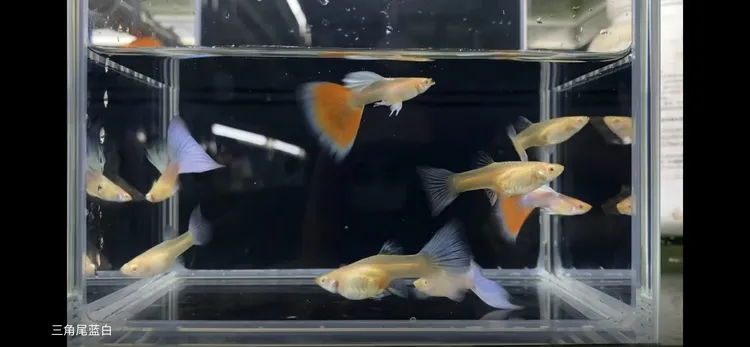 火烧云孔雀鱼10送2备损