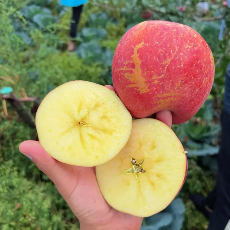 云南昭通丑苹果新鲜昭通市冰糖心丑苹果红富士孕妇水果当季