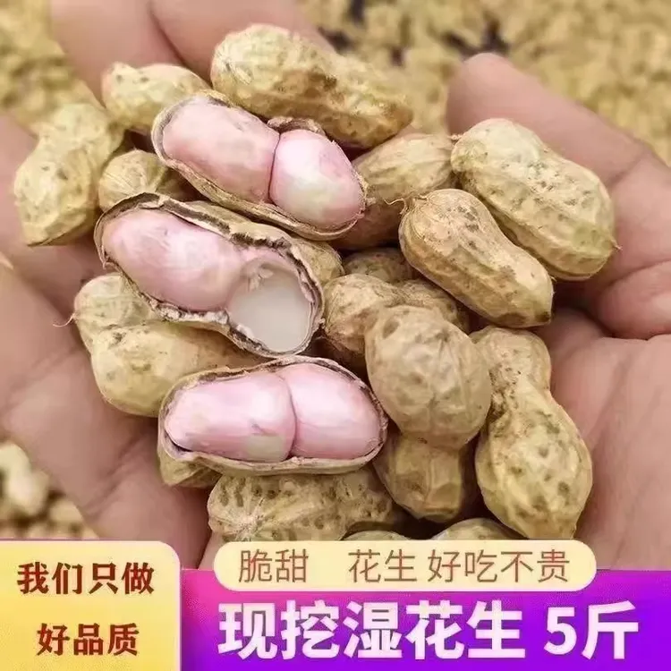 新鲜带壳粉皮湿花生现挖可水煮生吃农家自种