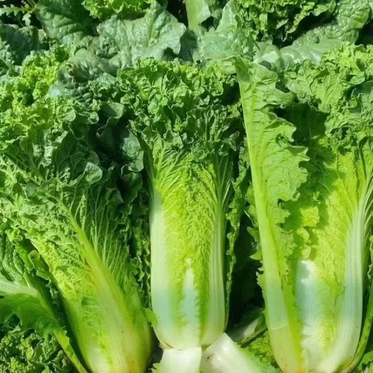 贵州高山露天生长青口白白菜新鲜甜脆绿色蔬菜