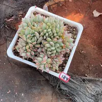 184爱磕昏缀化锦 一物一拍多肉