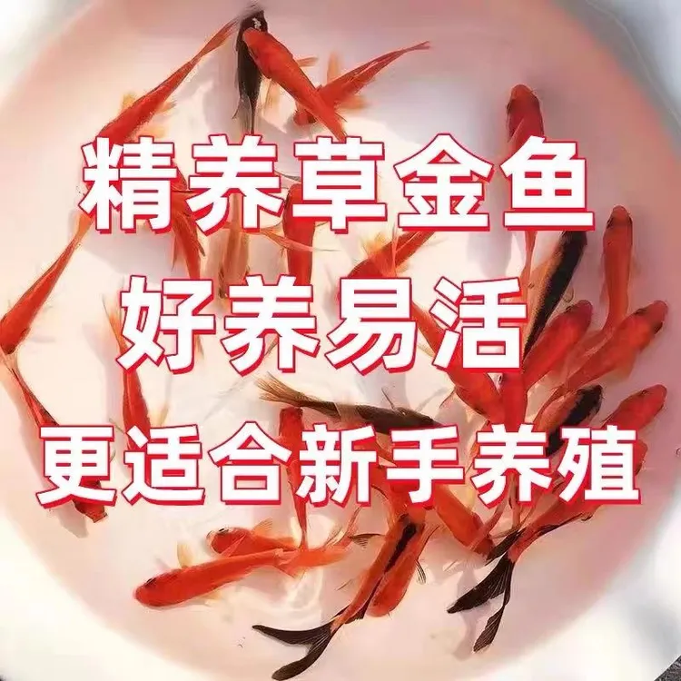 草金鱼好养小金鱼冷水鱼好养耐活淡水小型观赏鱼锦鲤鱼红草金