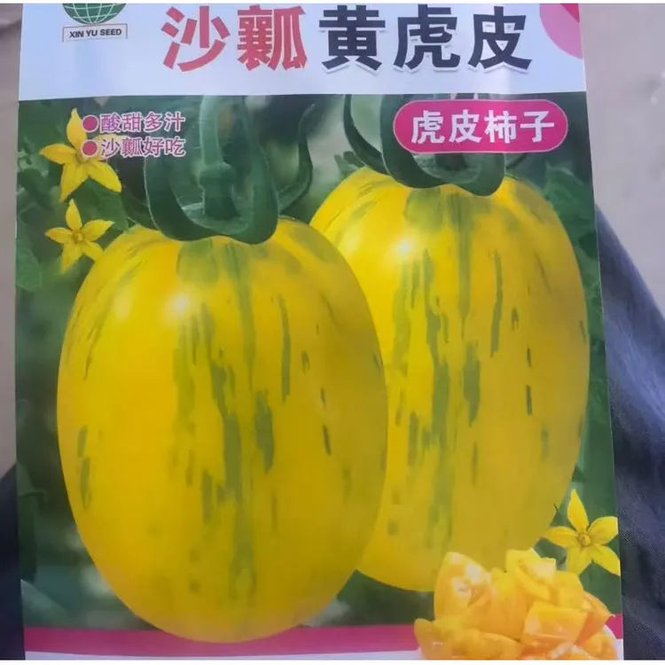 【黄虎皮柿子种子】家庭阳台小院盆栽地栽四季种植商品图