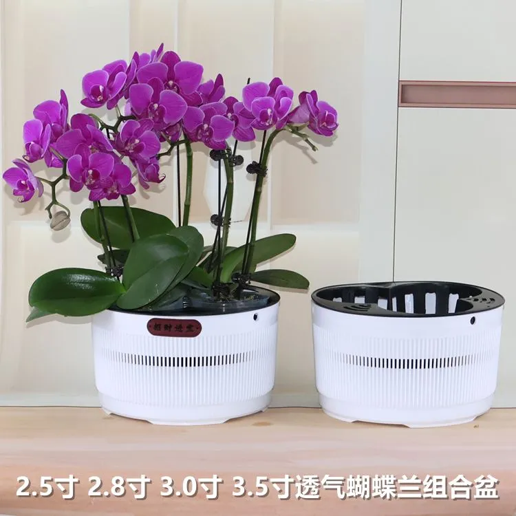 蝴蝶兰专用盆小盆栽绿植多肉拼组盆矮钵网孔透气创意圆连体异形盆