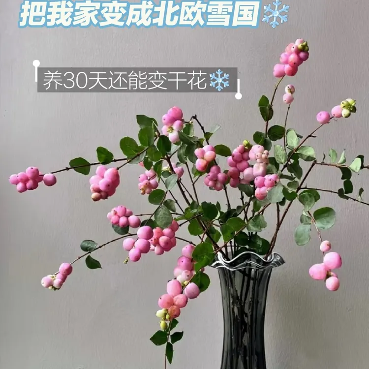 云南小众鲜花雪果鲜切枝新鲜室内水培植物家用插花果材