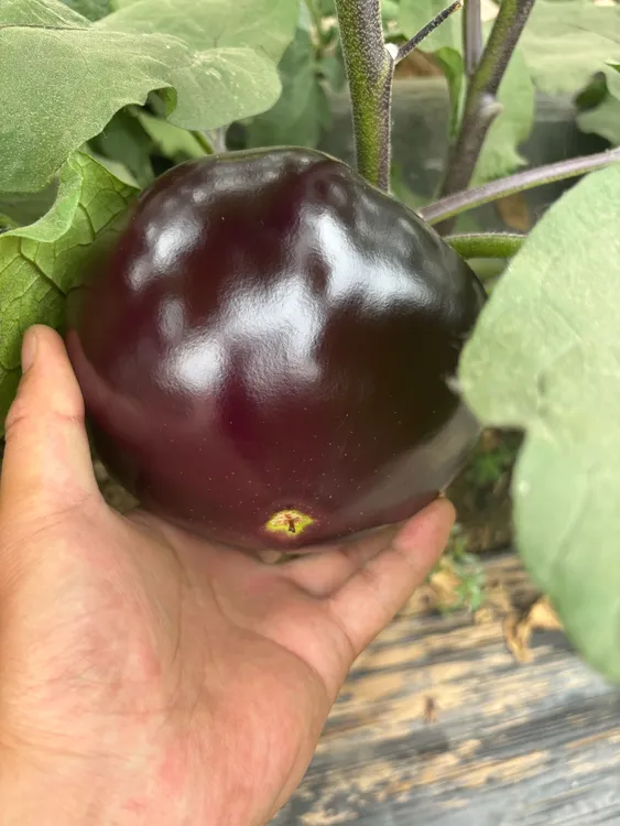 农家土茄子新鲜蔬菜紫光圆茄黑茄子炒菜不吸油代餐露天种植