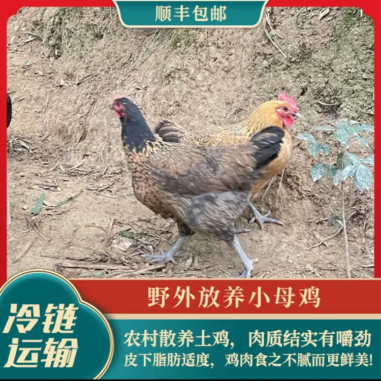 【食安放心】顺丰包邮表哥家高山散养运动土小母鸡一只+送一只