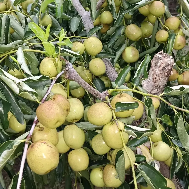 精品大果蜜糖冬枣自家农产品新鲜现摘现发