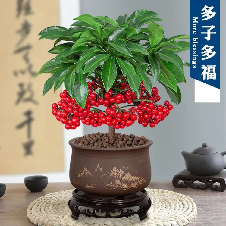 富贵籽盆栽室内招财带红果耐阴净化空气观果植物