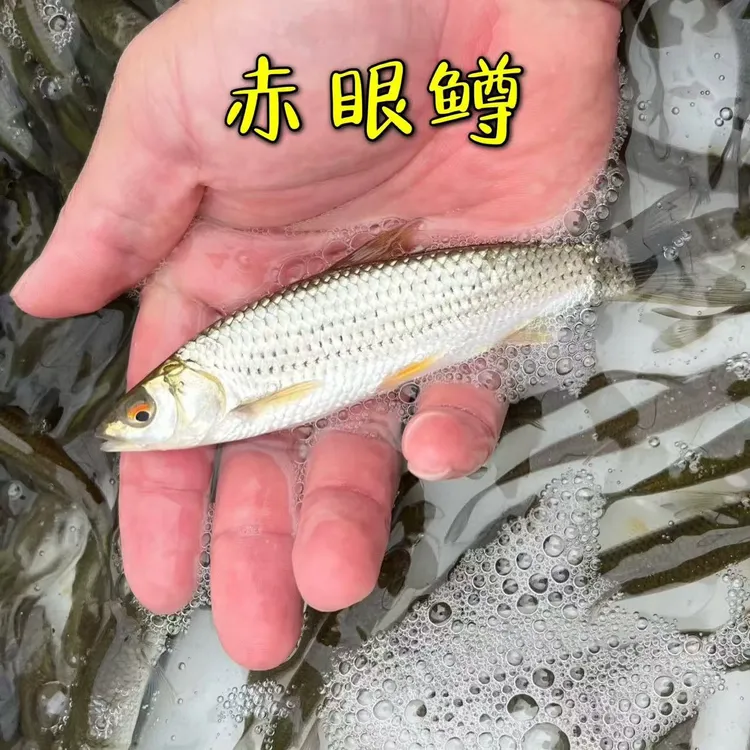 赤眼鳟鱼红眼鱼塘养殖广东惠州包邮直发