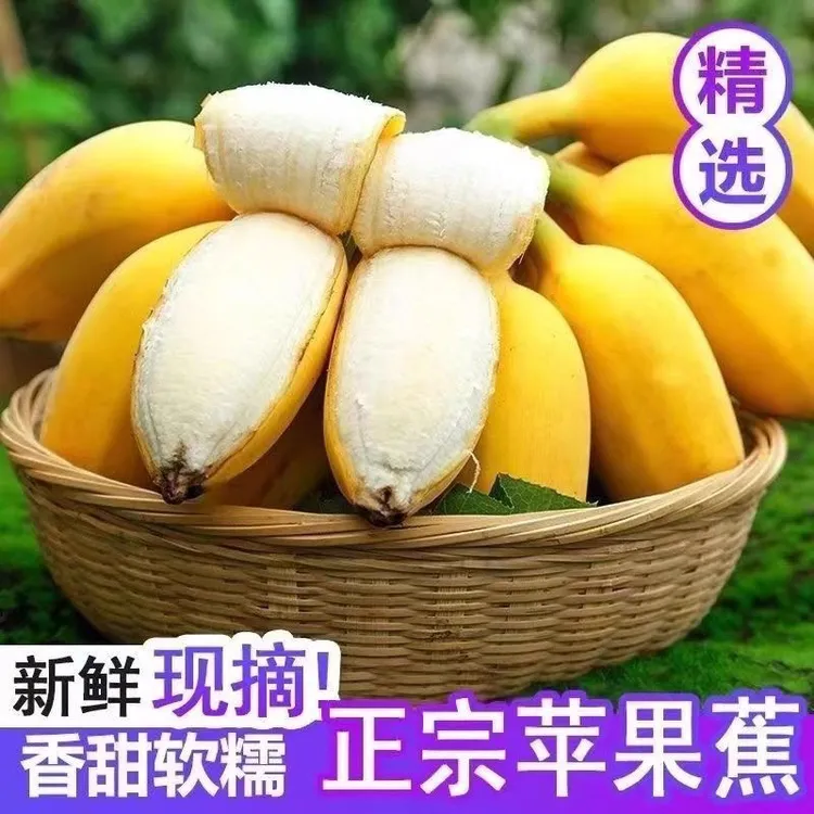 粉糯香甜【正宗苹果蕉】广西当季苹果粉蕉新鲜水果香蕉粉蕉不打药