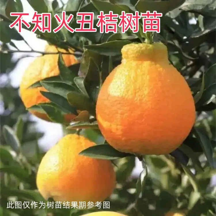 不知火丑桔嫁接橘树苗3月份成熟大果纯甜多汁丰产南北种植盆地栽