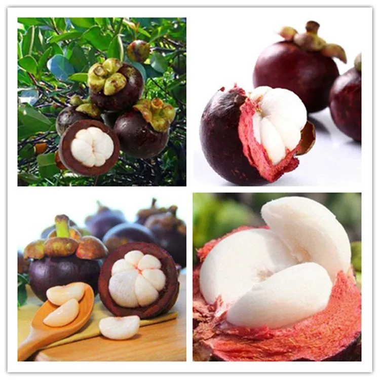 进口泰国山竹树苗红皮白肉