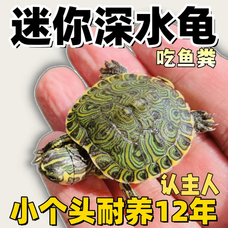 超小迷你深水黄耳龟吃粪龟罕见活物迷你小乌龟认主人乌龟家养招财
