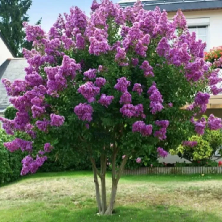 原生紫金灵紫薇花