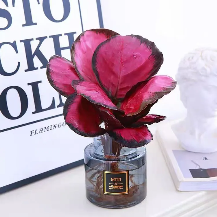 幸运女神彩美丽竹芋盆栽室内喜阴好养植物可净化空气观叶植物