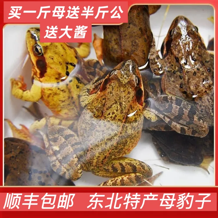 京东包邮东北河鲜母豹子现货发货