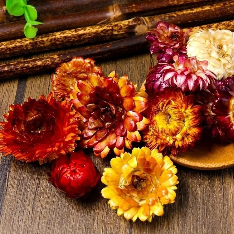 【七彩菊】100g/500g西藏七彩菊花茶七彩菊干花正宗可搭百合