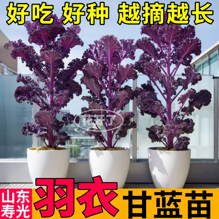 高产紫羽衣甘蓝苗秧粉绿羽衣甘蓝种子超耐寒高产四季盆栽阳台小院