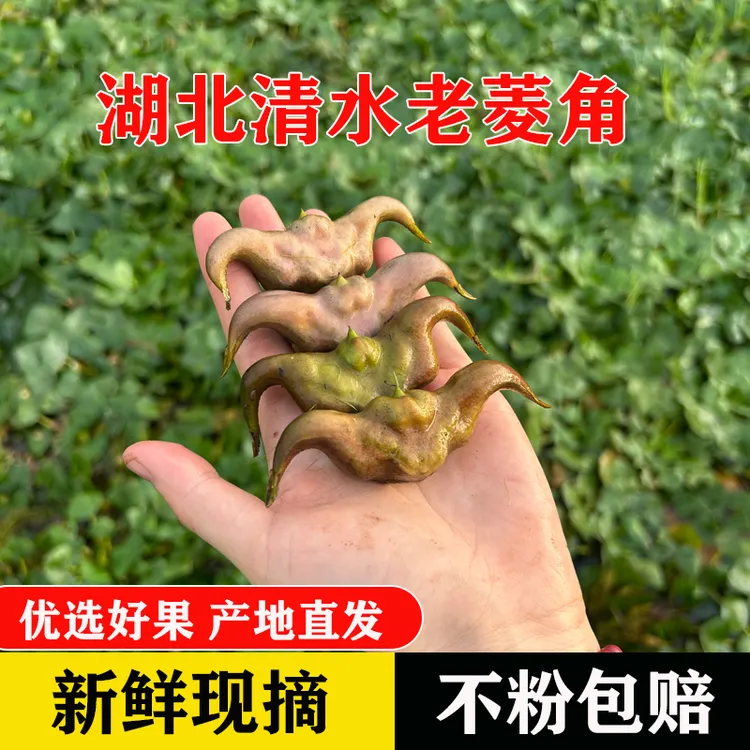 湖北特产菱角新鲜粉糯老菱角黑菱角现摘现发1斤3斤5斤