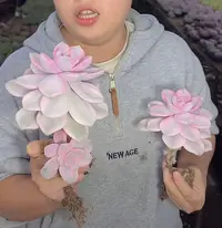 单头起紫乐锦  1颗