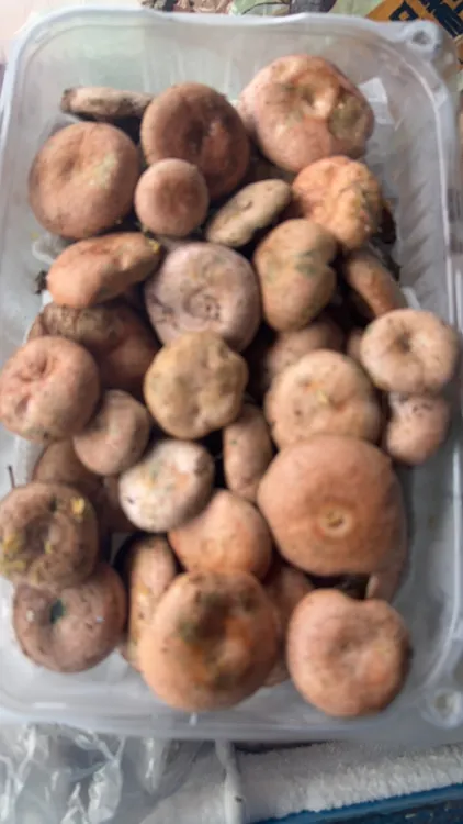 江镇特产野生菌茅草菇(三九菇)