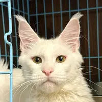 来了姊妹-纯白缅因猫-弟弟-81