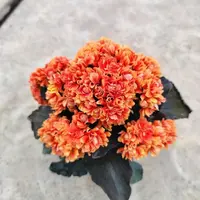 【石榴花神】长寿花110杯，整体高度20厘米以上