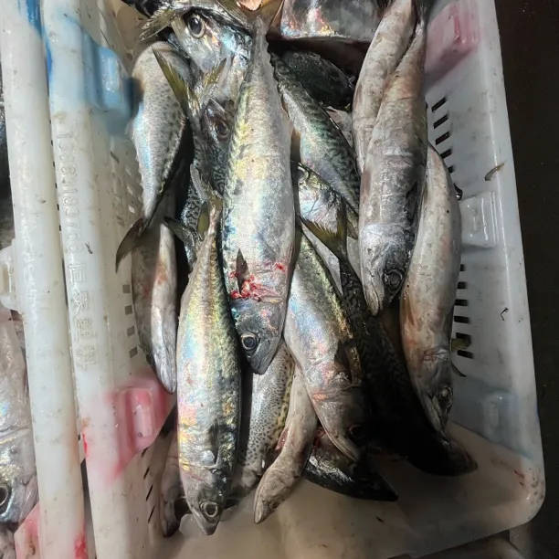 大连当地野生鲐鲅鱼4斤（顺丰包邮）