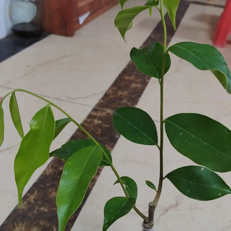 奇楠沉香，海南树心油嫁接小苗