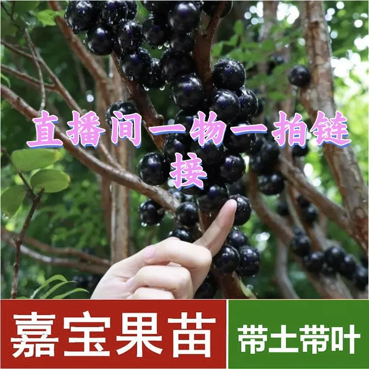 一物一拍 沙巴嘉宝果树葡萄 庭院种植 盆栽地栽 四季红妃艾斯卡